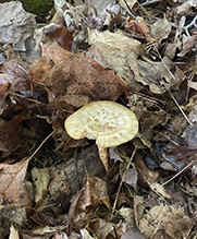 Tuberous Polypore