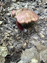 Two-colored Bolete