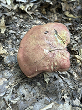 Two-colored Bolete