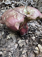 Two-colored Bolete