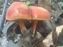 Two-colored Bolete