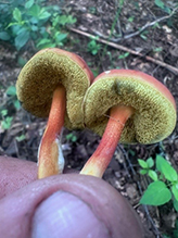 Two-colored Bolete