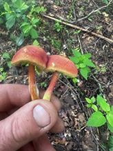 Two-colored Bolete
