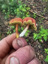 Two-colored Bolete