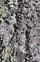 Unidentified Lichen #08