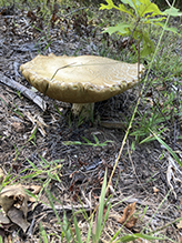 Variable-stalk Bolete