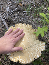 Variable-stalk Bolete