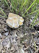 Variable-stalk Bolete