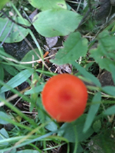 Vermilion Waxcap