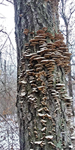 Violet-toothed Polypore