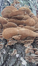 Violet-toothed Polypore