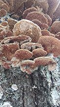 Violet-toothed Polypore