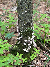 Violet-toothed Polypore