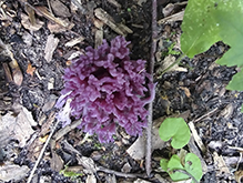 Violet Coral Fungus