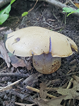Viscid Violet Cort