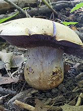 Viscid Violet Cort