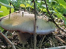 Viscid Violet Cort