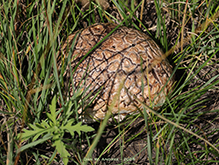 Western Giant Puffball