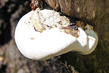 White Cheese Polypore