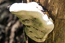 White Cheese Polypore