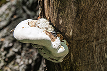 White Cheese Polypore