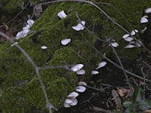 White Cheese Polypore