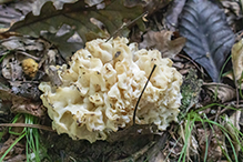 White Coral Jelly Fungus