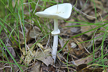 White False Death Cap