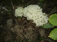 White Jelly Fungus