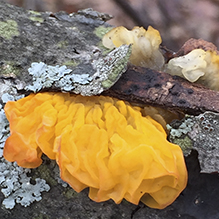 Witches’ Butter