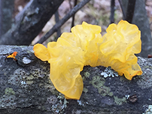 Witches’ Butter