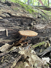 Wrinkled Psathyrella