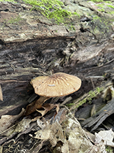 Wrinkled Psathyrella