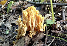 Yellow-tipped Coral Fungus