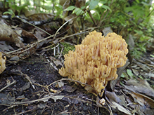 Yellow-tipped Coral Fungus