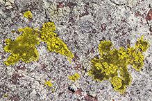 Yellow Cobblestone Lichen