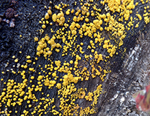 Yellow Fairy Cup Fungus