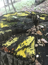 Yellow Fairy Cup Fungus