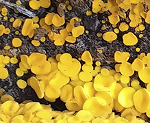 Yellow Fairy Cup Fungus