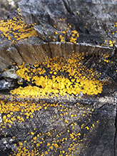 Yellow Fairy Cup Fungus