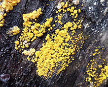 Yellow Fairy Cups