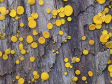 Yellow Fairy Cups