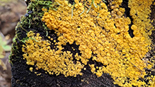 Yellow Fairy Cups