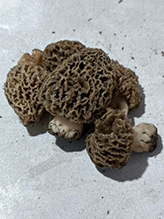 Yellow Morel