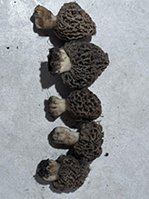 Yellow Morel