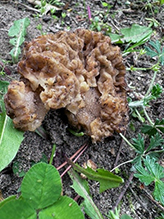 Yellow Morel