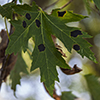 American Tar Spot