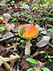 American Yellow Fly Agaric