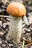 Aspen Bolete