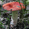 Beautiful Russula